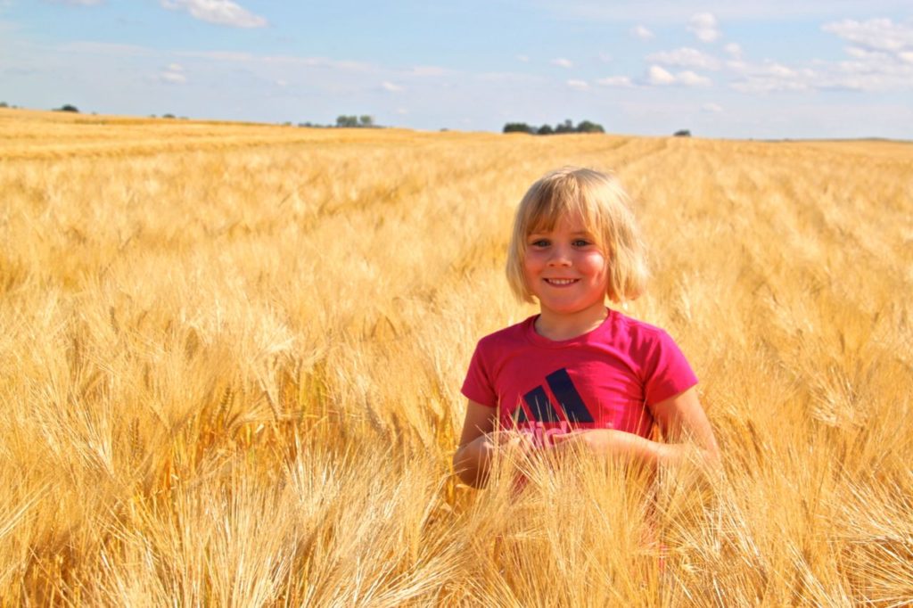 The Pinke Post Barley Field