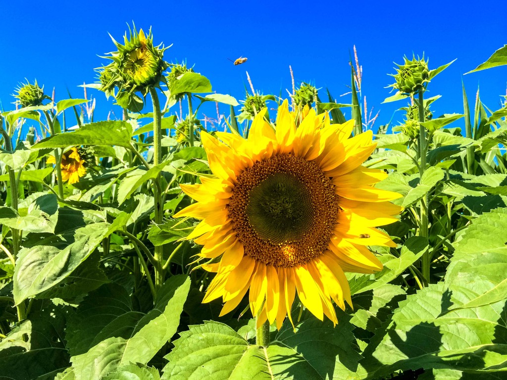 Sunflowers are non-gmo